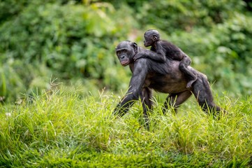 Bonobo Cub on the mother's back in natural habitat. Green natural background. The Bonobo ( Pan paniscus), called the pygmy chimpanzee. Democratic Republic of Congo. Africa