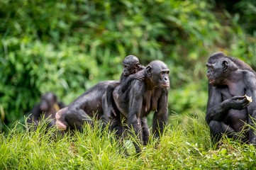 Bonobo Cub on the mother's back in natural habitat. Green natural background. The Bonobo ( Pan paniscus), called the pygmy chimpanzee. Democratic Republic of Congo. Africa