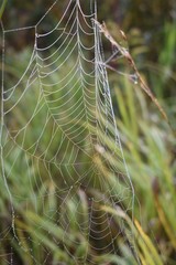 spider web with dew