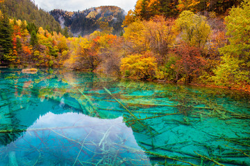 Ancient fallen tree trunks is criss-crossed at the bottom of Five Flower Lake, Jiuzhaigou National Park, Sichuan,China.