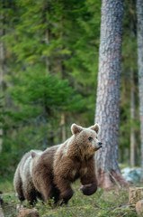 Fototapeta premium Wild adult Brown Bear ( Ursus Arctos ) in the summer forest.