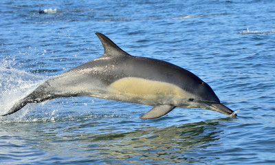 Dolphin, swimming in the ocean. Dolphin swim and jumping from the water. The Long-beaked common dolphin (scientific name: Delphinus capensis) in atlantic ocean.