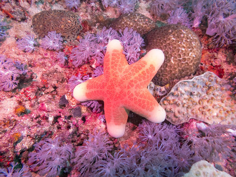 Granular sea star (Choriaster granulatus), also known as the granulated sea star, big-plated sea star, and doughboy starfish. Underwater photography and marine life