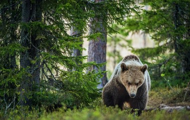 Wild adult Brown Bear ( Ursus Arctos ) in the summer forest.