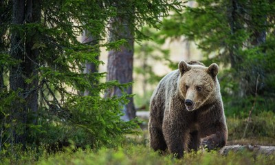 Obraz na płótnie Canvas Wild adult Brown Bear ( Ursus Arctos ) in the summer forest.