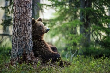 Fototapeta na wymiar Wild adult Brown Bear ( Ursus Arctos ) in the summer forest.