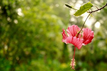 Red hibiscus flower on a green blurred background in garden.