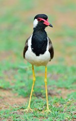 The red-wattled lapwing (Vanellus indicus) is a lapwing or large plover. Sri Lanka. Yala National Park