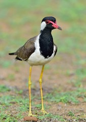 The red-wattled lapwing (Vanellus indicus) is a lapwing or large plover. Sri Lanka. Yala National Park