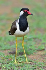 Obraz premium The red-wattled lapwing (Vanellus indicus) is a lapwing or large plover. Sri Lanka. Yala National Park