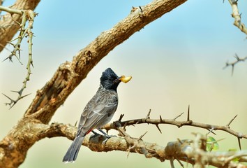 The red-vented bulbul (Pycnonotus cafer) is a member of the bulbul family of passerines. Sri Lanka. Yala National Park.