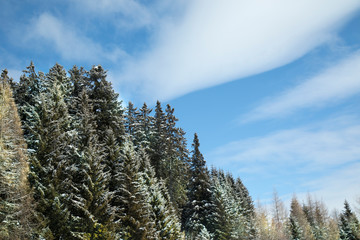 Winter trees in mountains, nature landscape