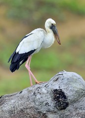 The Asian openbill or Asian openbill stork (Anastomus oscitans). Yala National Park. Sri Lanka