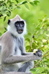 Eating langur. Closeup portrait of Tufted gray langur (Semnopithecus priam), also known as Madras gray langur, and Coromandel sacred langur