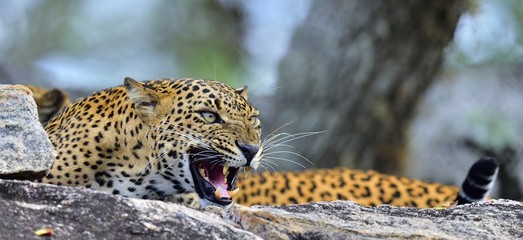 Leopard roaring. Leopard on a stone. The Sri Lankan leopard (Panthera pardus kotiya) female. Yala...