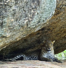 Fototapeta premium Leopard on a rock. The Female of Sri Lankan leopard (Panthera pardus kotiya). Sri Lanka. Yala National Park.