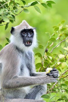 Eating langur. Closeup portrait of Tufted gray langur (Semnopithecus priam), also known as Madras gray langur, and Coromandel sacred langur