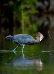 Little Blue Heron (Egretta caerulea) fishing, goes on water.  Natural background. Cuba