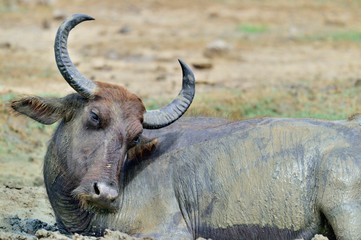 Close up portrait of Water buffalo.  The Sri Lanka wild water buffalo (Bubalus arnee migona) in the dirt. Yala National Park. Sri Lanka