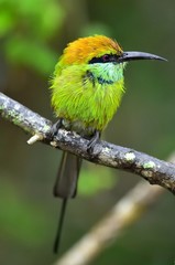 Bee-eater on the branch. Natural green background.The Green Bee-eater/ Merops orientalis, (sometimes Little Green Bee-eater).  Sri Lanka.