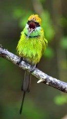 Bee-eater with open beak on the branch. Natural green background. The Green Bee-eater. Merops orientalis, (sometimes Little Green Bee-eater).  Sri Lanka. Yala National Park.