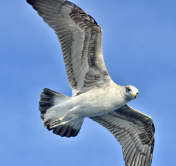 Flying Juvenile Kelp gull (Larus dominicanus), also known as the Dominican gull and Black Backed Kelp Gull. Blue sky background. False Bay, South Africa