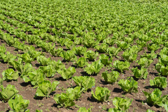 La cosecha de lechuga va muy bien en el campo de Almolonga.
