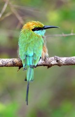 Bee-eater on the branch. Natural green background. The Green Bee-eater.  Merops orientalis, (sometimes Little Green Bee-eater).  Sri Lanka.