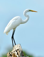 Great Egret and blue sky background. Ardea alba, also known as the common egret, large egret or (in the Old World) great white egret or great white heron.