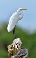 Great Egret and blue sky background. Ardea alba, also known as the common egret, large egret or (in the Old World) great white egret or great white heron.