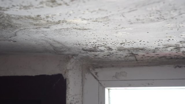 Flooding, leaky roofs, building-maintenance or indoor-plumbing problems can lead to interior mold growth
