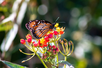 Mariposa en una flor. 