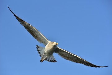 Bird in flight. Natural blue sky background. Flying Juvenile Kelp gull (Larus dominicanus), also known as the Dominican gull and Black Backed Kelp Gull. False Bay, South Africa