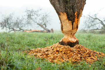 Beavers have severely damaged and felled apple trees on a plantation. Many wood chips are lying on the meadow. Concept: Damage caused by wildlife © Rainer Fuhrmann