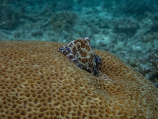 Greater blue-ring octopus (Hapalochlaena lunulata) sitting on top of a coral head and blending in its surrounding using its camouflage