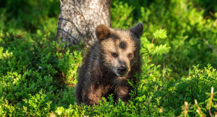 Brown bear cub in the summer forest. Scientific name: Ursus arctos. Natural Green Background. Natural habitat. © Uryadnikov Sergey