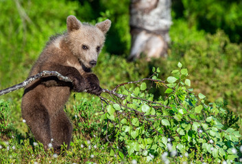 Fototapeta premium Brown Bear Cub play with birch branch in summer forest among white flowers. Scientific name: Ursus arctos. Natural Green Background. Natural habitat.