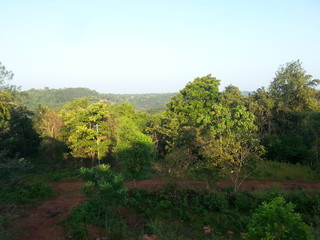 landscape with trees and blue sky