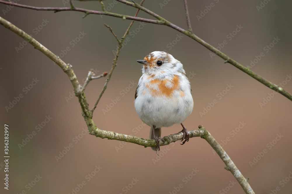 Poster a nearly all white robin perched on a branch looking left. it is leucistic robin. a this bird lacks 