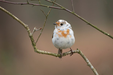 A nearly all white robin perched on a branch looking left. It is leucistic robin. A this bird lacks is called melanin.