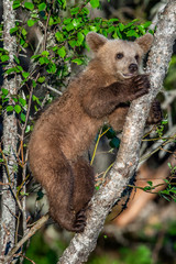Obraz premium Brown bear cub climbs a tree. Natural habitat. In Summer forest. Sceintific name: Ursus arctos.