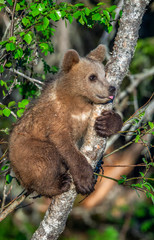 Brown bear cub climbs a tree. Natural habitat. In Summer forest. Sceintific name: Ursus arctos.