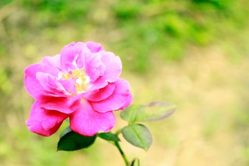 Pink rose