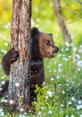 Brown bear cub hiding behind a tree in the summer forest among white flowers. Scientific name: Ursus arctos. Natural  Background. Natural habitat. Summer season.
