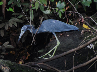 endangered juvenile lesser blue heron