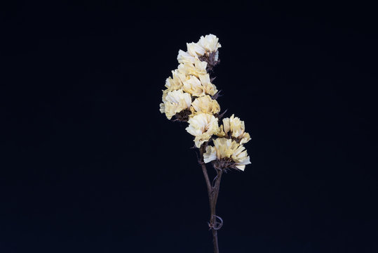 A Bunch Of Yellow Dried Flowers Closeup Isolated On Black Background