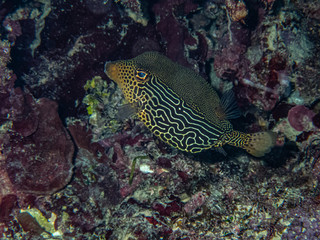 Female solar boxfish (Ostracion solorensis) hiding under a coral