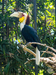 Indonesia, november 2019: Rhinoceros Hornbill, lovely bird in evergreen forest at Bali national park. A wild animal in nature of Asian tropical rainforests.
