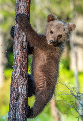 Brown bear cub climbs a tree. Natural habitat. In Summer forest. Sceintific name: Ursus arctos.