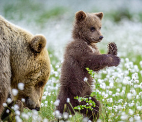 She-bear and cub. Brown bear cub stands on its hind legs in the summer forest among white flowers. Scientific name: Ursus arctos. Natural  Background. Natural habitat. Summer season.